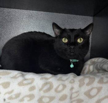 7116 (Shadow) -  Domestic Short Hair Cat for Adoption in Lake City, Michigan - 7116 (Shadow) | PetCurious