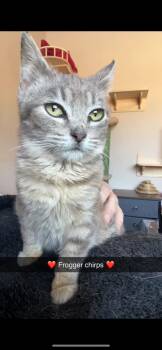 Rescue Domestic Short Hair Cats for Adoption in Rice, Minnesota - Kermit | PetCurious
