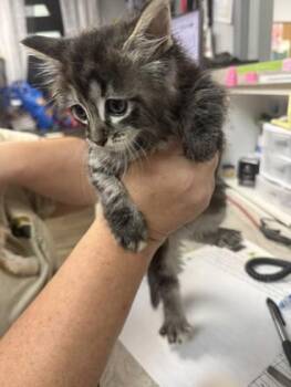 Louise -  Domestic Short Hair Cat for Adoption in Conway, Arkansas - Louise | PetCurious