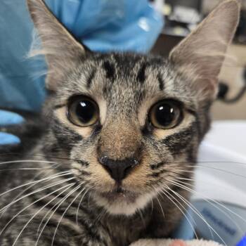 Messi -  Domestic Short Hair Cat for Adoption in Flagstaff, Arizona - Messi | PetCurious
