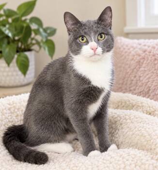 Norma -  Domestic Short Hair Cat for Adoption in Long Beach, New York - Norma | PetCurious