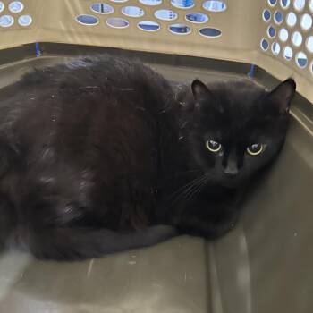 Domestic Short Hair Cats Available for Adoption in Oyster Bay, New York - Duncan | PetCurious