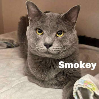 Rescue Domestic Short Hair Cats for Adoption in Gladstone, Michigan - Smokey 251007 | PetCurious