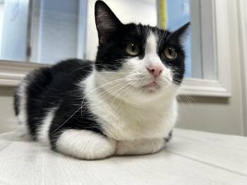 Jodie Foster -  Domestic Short Hair Cat for Adoption in Evanston, Illinois - Jodie Foster | PetCurious