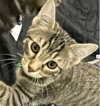 Madame Butterfly Juliet -  Domestic Short Hair Cat for Adoption in Frisco, Texas - Madame Butterfly Juliet | PetCurious