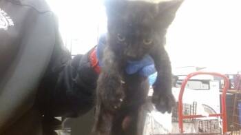 WOLSEY -  Domestic Short Hair Cat for Adoption in Doral, Florida - WOLSEY | PetCurious