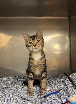 Rescue Domestic Short Hair and Tabby Cats for Adoption in Montville, New Jersey - Nickle | PetCurious