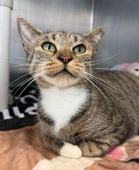 Nena -  Domestic Short Hair Cat for Adoption in Pomona, New York - Nena | PetCurious
