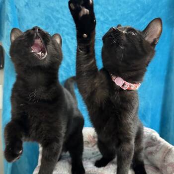 Horton -  Domestic Short Hair Cat for Adoption in Puslinch, Ontario - Horton | PetCurious