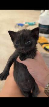 Rescue Domestic Short Hair Cats for Adoption in Johnson City, Tennessee - Juniper | PetCurious