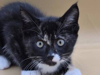Brooke -  Domestic Short Hair Cat for Adoption in Portland, Oregon - Brooke | PetCurious