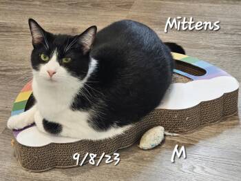 Rescue Domestic Short Hair Cats for Adoption in Gouverneur, New York - Mittens | PetCurious