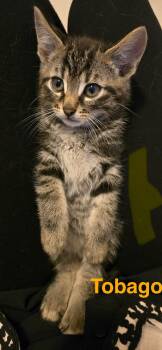 Tobago -  Tabby Cat for Adoption in Burnaby, British Columbia - Tobago | PetCurious