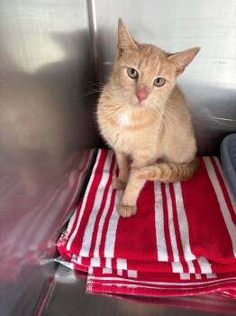 Alley -  Domestic Short Hair Cat for Adoption in Mocksville, North Carolina - Alley | PetCurious