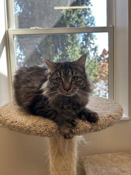 Duncan -  Domestic Medium Hair Cat for Adoption in Arlington, Vermont - Duncan | PetCurious