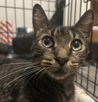 Sphinx -  Domestic Short Hair Cat for Adoption in St. Augustine, Florida - Sphinx | PetCurious