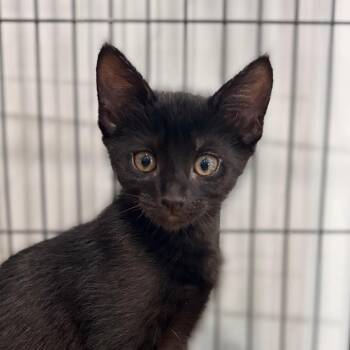 Vulcan -  Domestic Short Hair Cat for Adoption in Bradenton, Florida - Vulcan | PetCurious
