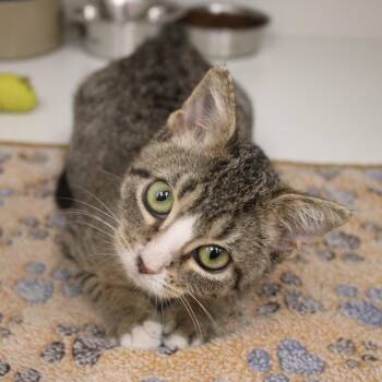 Pizza -  Domestic Short Hair Cat for Adoption in Champaign, Illinois - Pizza | PetCurious