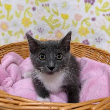 Mater -  Domestic Short Hair Cat for Adoption in Riverwoods, Illinois - Mater | PetCurious