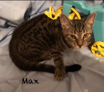 Rescue Domestic Short Hair Cats for Adoption in Pawleys Island, South Carolina - Max | PetCurious