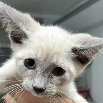 Binx -  Siamese Cat for Adoption in Dayton, Minnesota - Binx | PetCurious