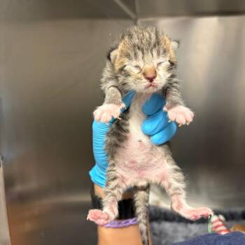 Charlie -  Domestic Short Hair Cat for Adoption in West Palm Beach, Florida - Charlie | PetCurious