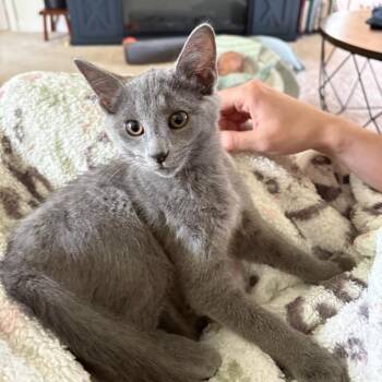 COSMOPOLITAN - COSMO -  Domestic Short Hair Cat for Adoption in Greenfield, Indiana - COSMOPOLITAN - COSMO | PetCurious
