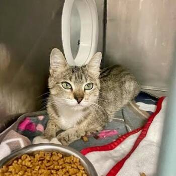 Rescue Domestic Short Hair Cats for Adoption in Austin, Texas - Primrose | PetCurious