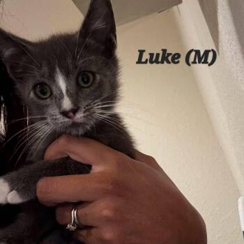 Luke -  Domestic Short Hair Cat for Adoption in Clayton, California - Luke | PetCurious
