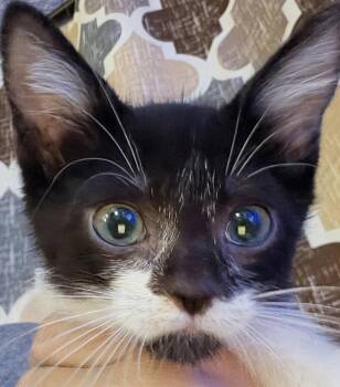 Pluto 6.1.26 (prespay) -  Domestic Short Hair Cat for Adoption in Apopka, Florida - Pluto 6.1.26 (prespay) | PetCurious
