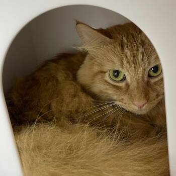 Derby -  Domestic Medium Hair Cat for Adoption in Los Angeles, California - Derby | PetCurious