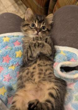 Sunny -  Domestic Medium Hair Cat for Adoption in Plymouth, Michigan - Sunny | PetCurious