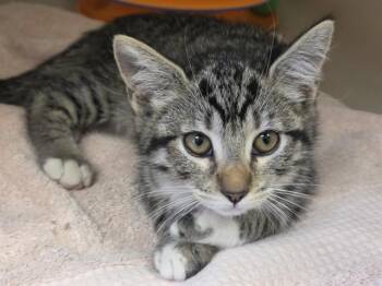 PEANUT -  Domestic Short Hair Cat for Adoption in Salinas, California - PEANUT | PetCurious
