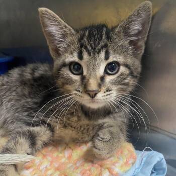 Rescue Domestic Short Hair Cats for Adoption in Belleville, Michigan - Teddy | PetCurious