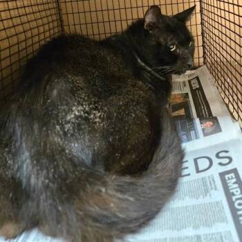 George Michael -  Domestic Short Hair Cat for Adoption in Austin, Texas - George Michael | PetCurious