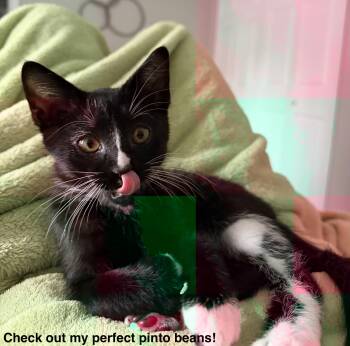 Gwinnie -  Domestic Short Hair Cat for Adoption in Nashville, Tennessee - Gwinnie | PetCurious