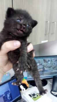 Rescue American Shorthair Cats for Adoption in Van Wert, Ohio - Doyle | PetCurious