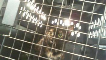 DANNY -  Domestic Short Hair Cat for Adoption in Charlotte, North Carolina - DANNY | PetCurious