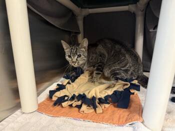 Rescue Domestic Short Hair Cats for Adoption in Pasadena, California - EDMONDSON | PetCurious