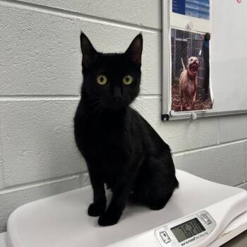 Rescue Domestic Short Hair Cats for Adoption in Chattanooga, Tennessee - Cha-Cha | PetCurious