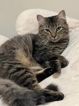 Domestic Long Hair and Domestic Short Hair Cats Available for Adoption - Ollie | PetCurious