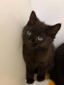 Domestic Short Hair Cats Available for Adoption in Delson, Quebec - Eva | PetCurious