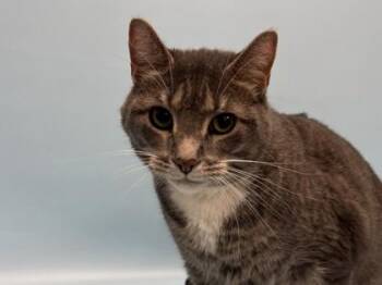 Leo -  Domestic Short Hair Cat for Adoption in Golden Valley, Minnesota - Leo | PetCurious