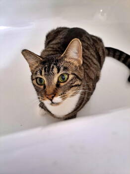 Rescue Tabby and Domestic Short Hair Cats for Adoption in Hillsboro, Oregon - DAUNTLESS #1723- Offered By Owner - Young Male | PetCurious