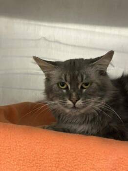 Domestic Long Hair and Domestic Short Hair Cats Available for Adoption in Munster, Indiana - Hashtag | PetCurious
