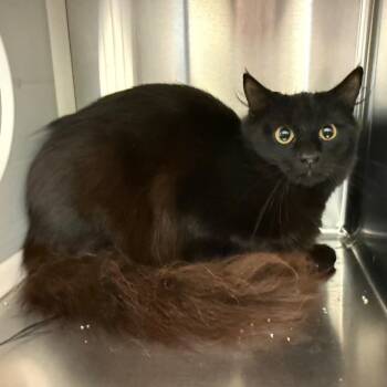 Claire -  Domestic Short Hair Cat for Adoption in Norman, Oklahoma - Claire | PetCurious