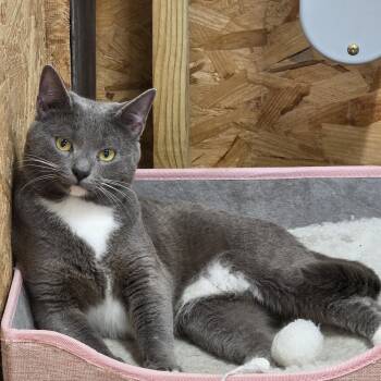 Tuxedo Cats Available for Adoption in Richmond, Virginia - Ginseng  | PetCurious