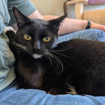Navy -  Domestic Short Hair Cat for Adoption in West Des Moines, Iowa - Navy | PetCurious