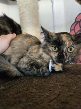 Peach 5 -  Domestic Medium Hair Cat for Adoption in Tucson, Arizona - Peach 5 | PetCurious