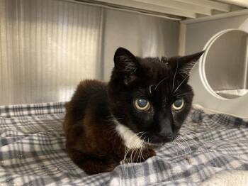 RICHARD -  Domestic Short Hair Cat for Adoption in Tustin, California - RICHARD | PetCurious